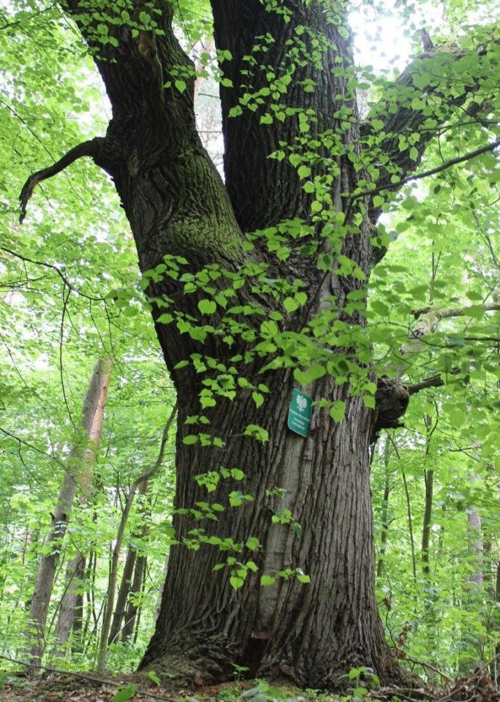 Pomnik Przyrody w Nadleśnictwie Bełchatów