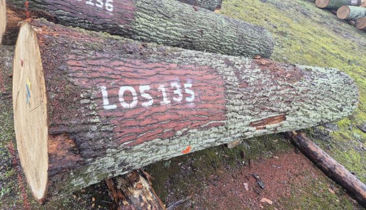 Żródło: RDLP w Łodzi