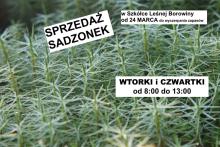 Sprzedaż Sadzonek